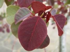 Leiteiro vermelho – Euphorbia cotinifolia Curiosidade sobre a Planta