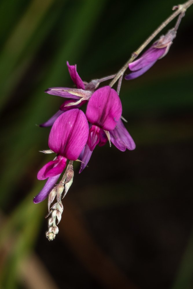 Lespedeza Thunbergii imagem