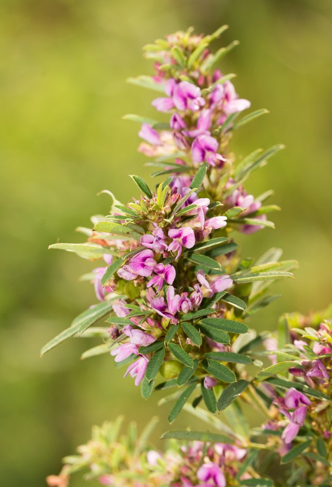 Lespedeza Thunbergii