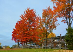 Liquidambar – Liquidambar styraciflua