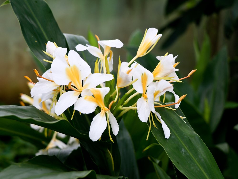 flor Hedychium chrysoleucum lirio brejo