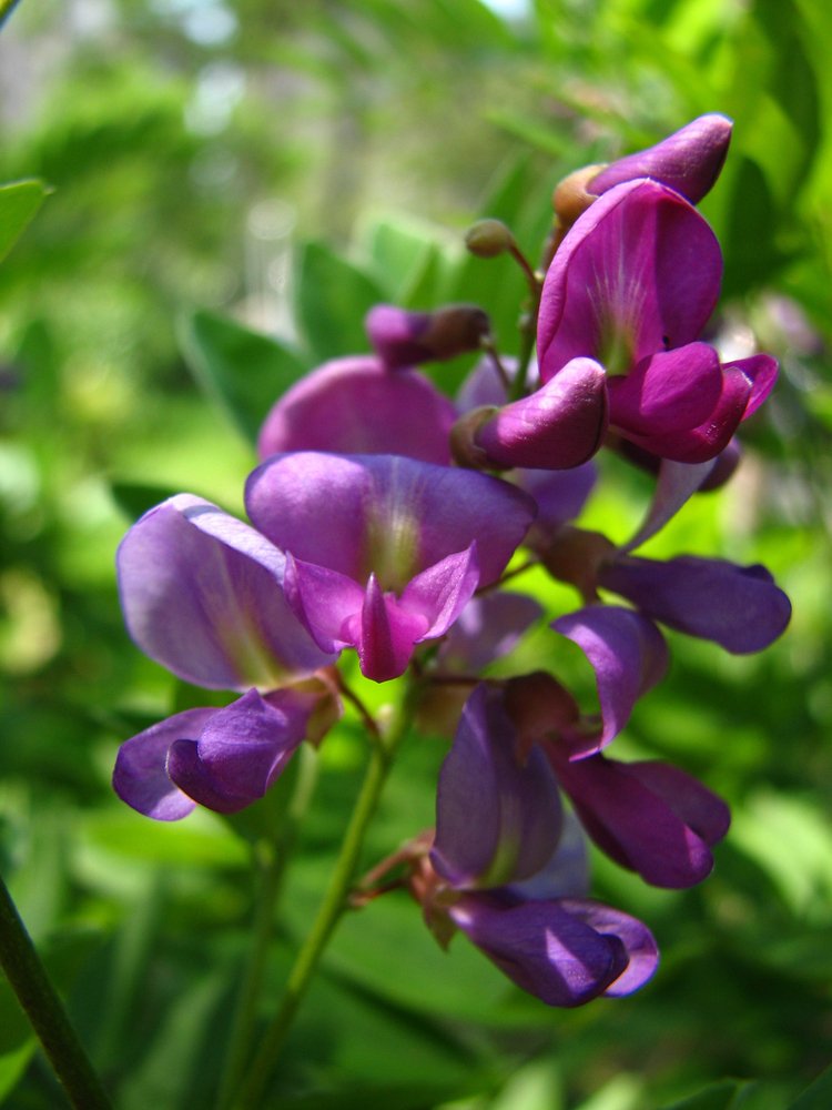 flores Lespedeza Thunbergii