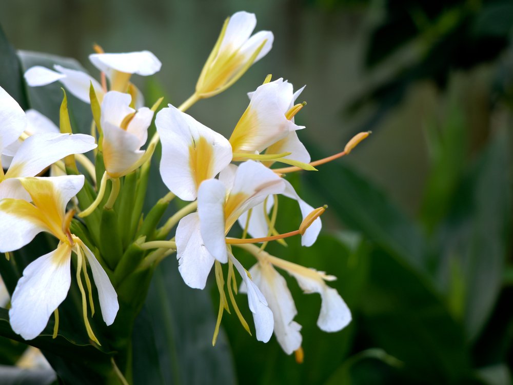 lirio amarelo do brejo Hedychium chrysoleucum