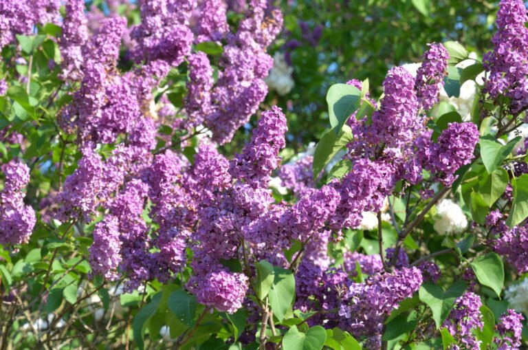 planta Lilas – Syringa vulgaris