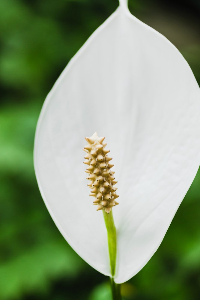 planta Lirio da paz gigante