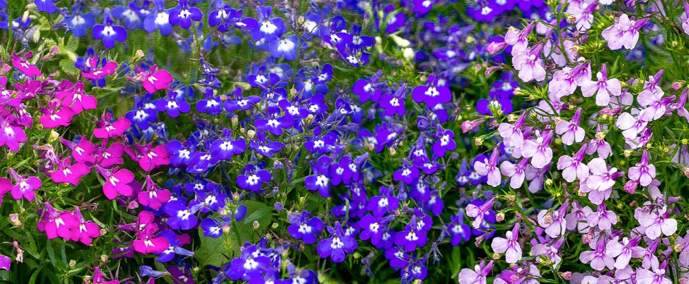 lobelia azul colorida