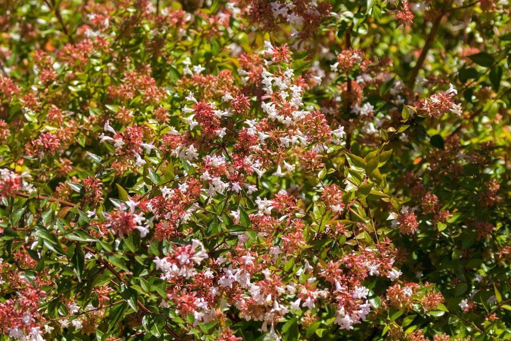 Abelia x grandiflora flor