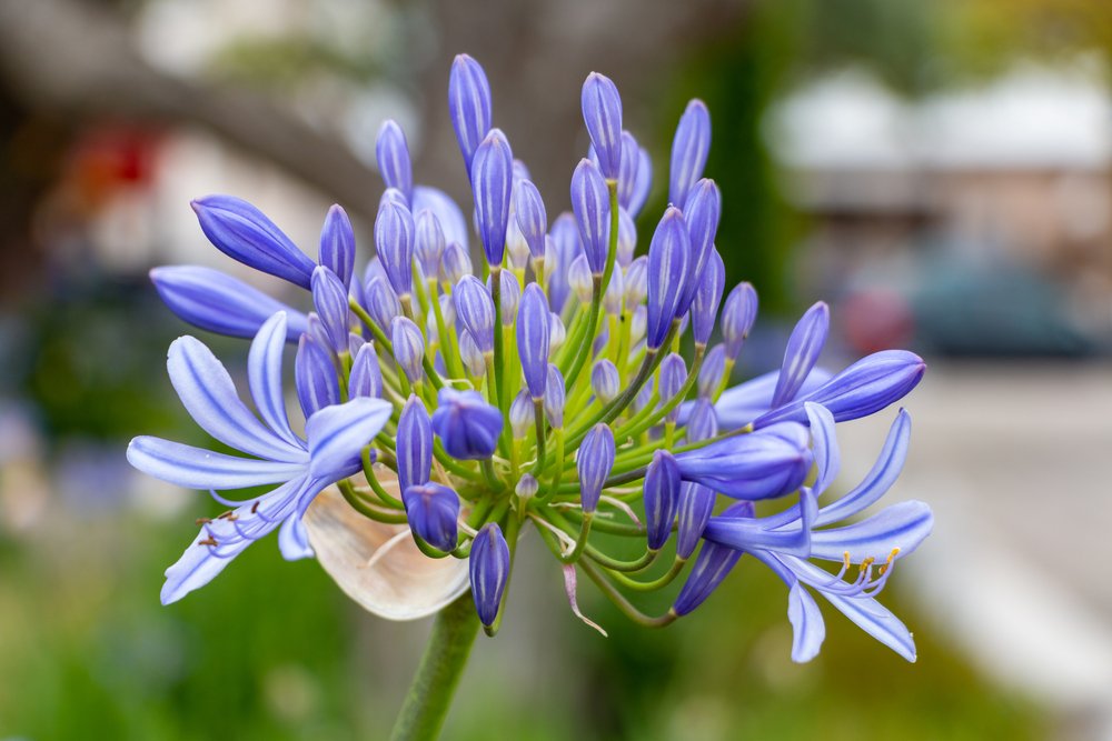 Agapanto caracteristicas flor