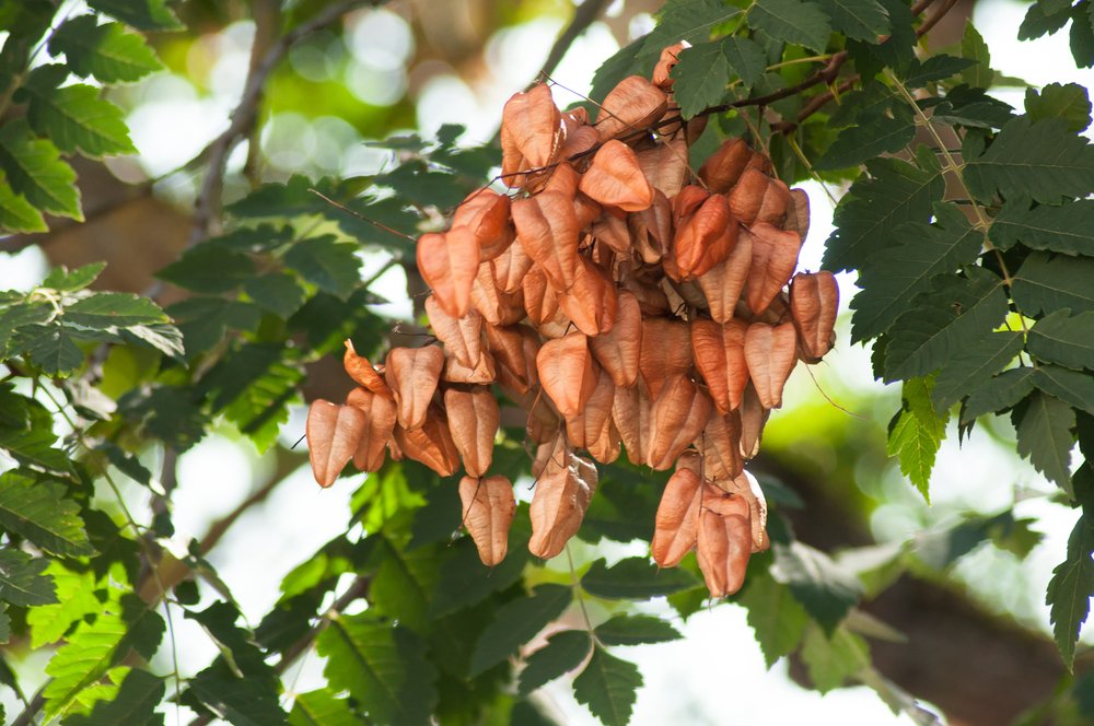 flores coreuteria