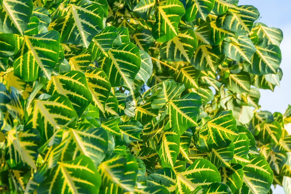 folhas Eritrina Verde Amarela