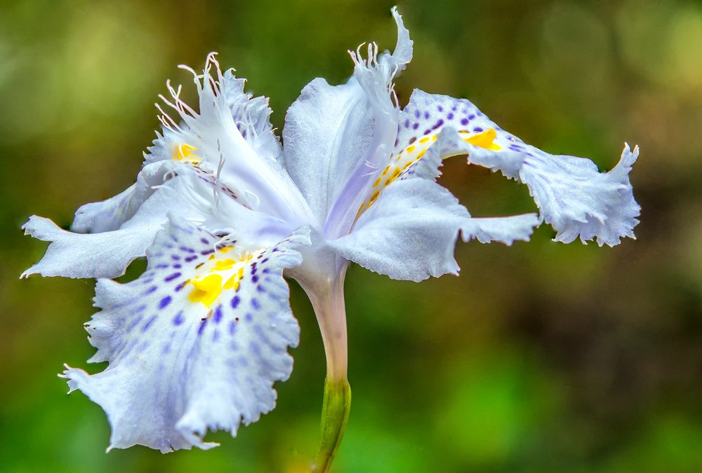 iris japonica 1