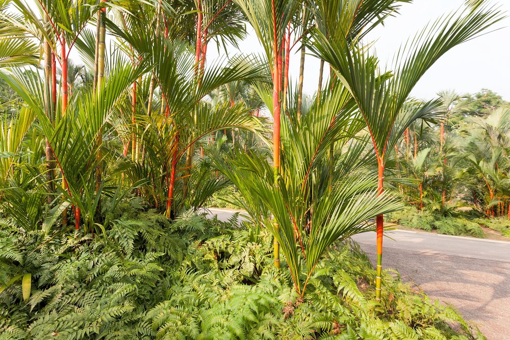 palmeira laca Cyrtostachys renda
