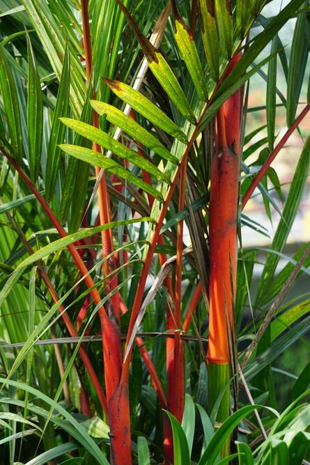 Palmeira Pinanga