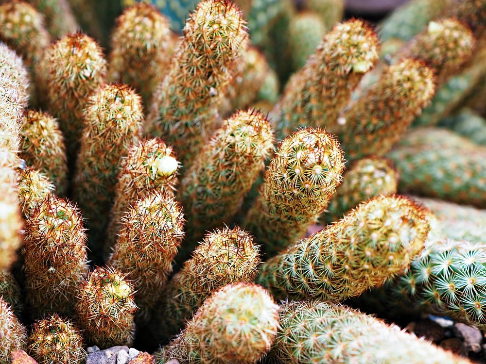 Cacto Dedo de Dama – Mammillaria elongata