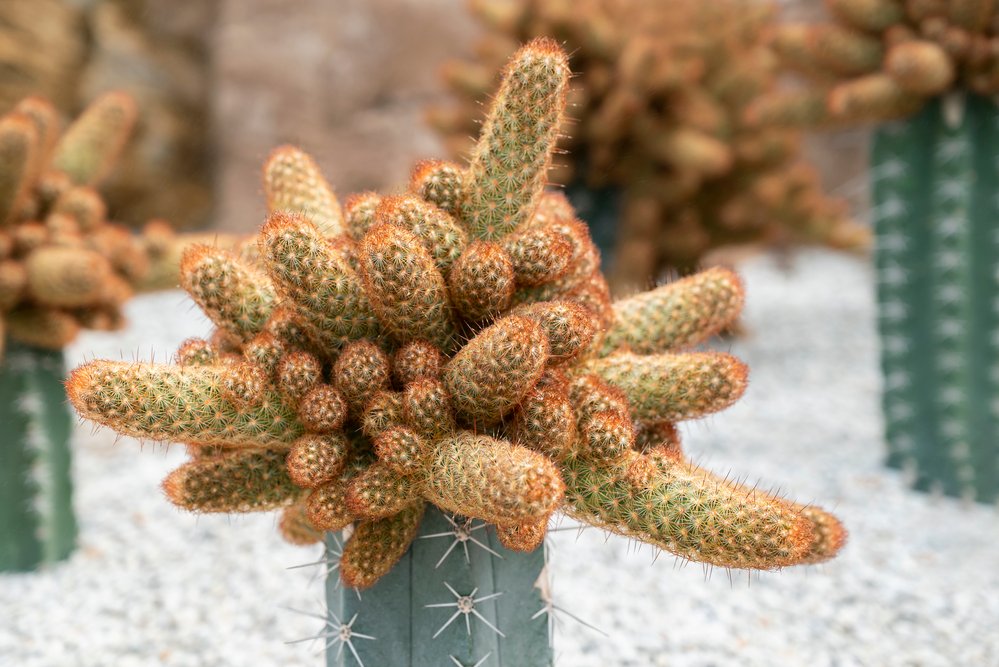 Dedo de Dama – Mammillaria elongata