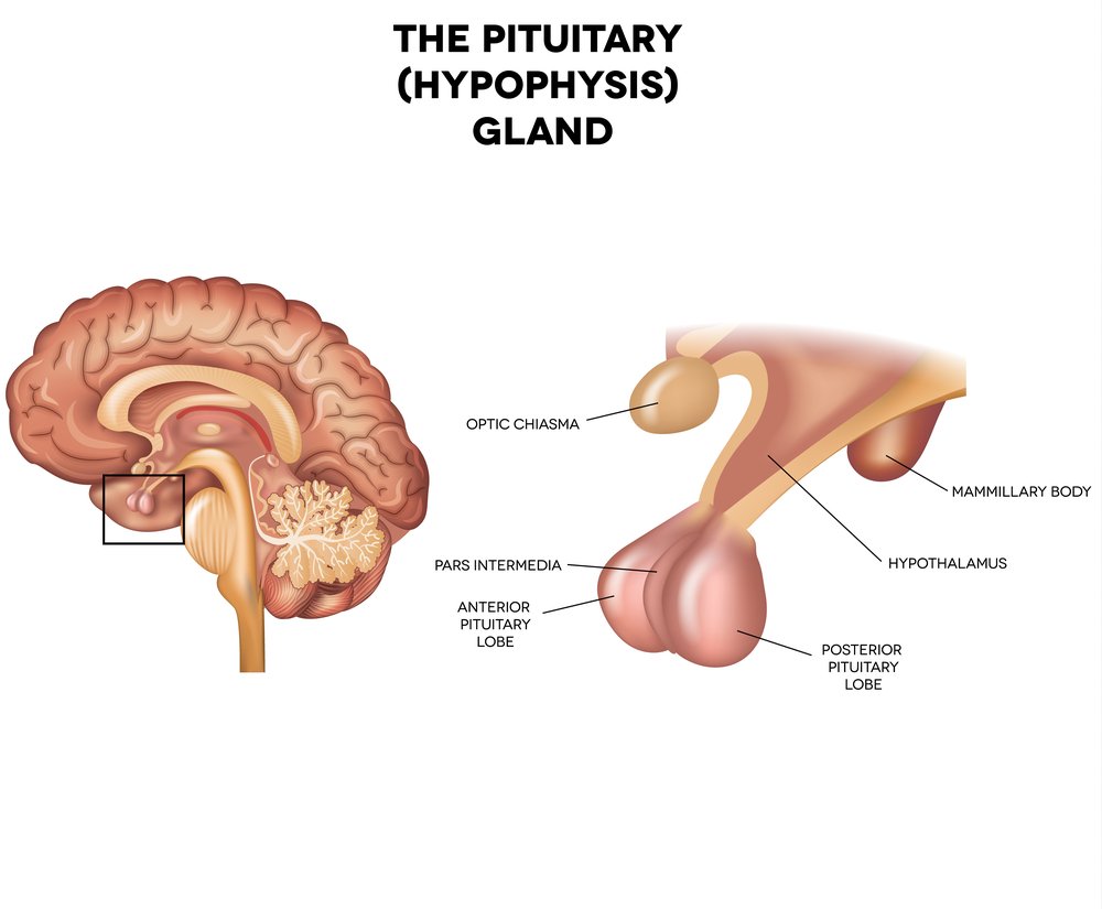 Glandula pituitaria o que e