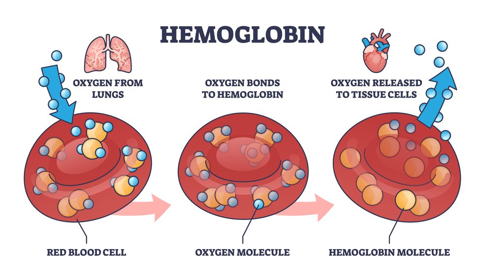 Hemoglobina sangue
