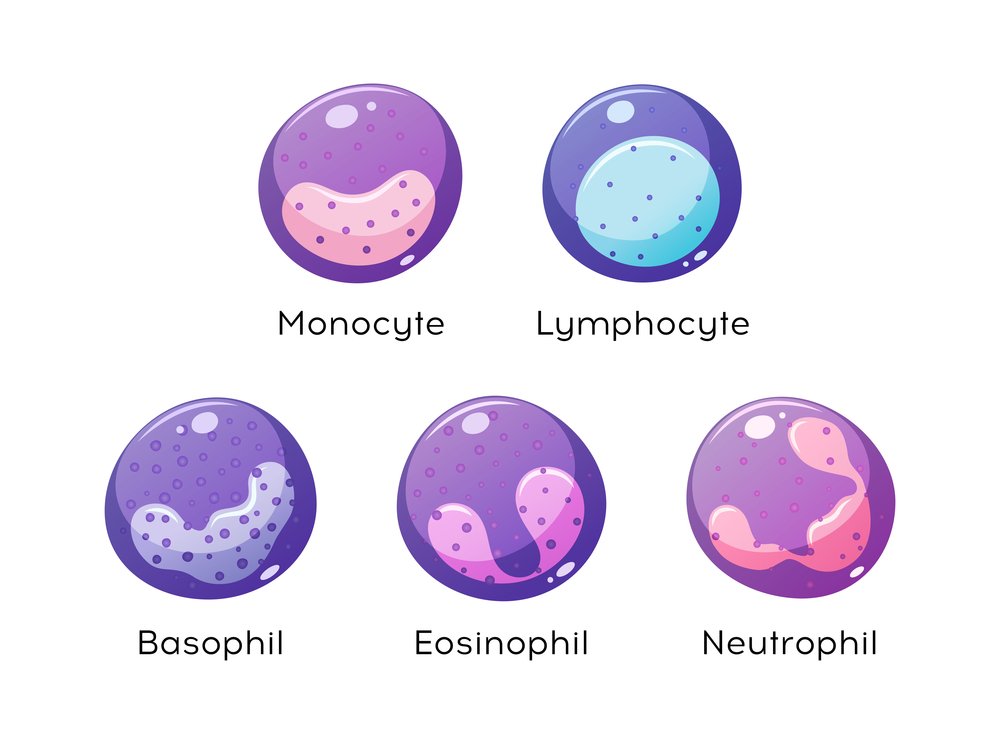 Neutrofilos segmentados diferenca
