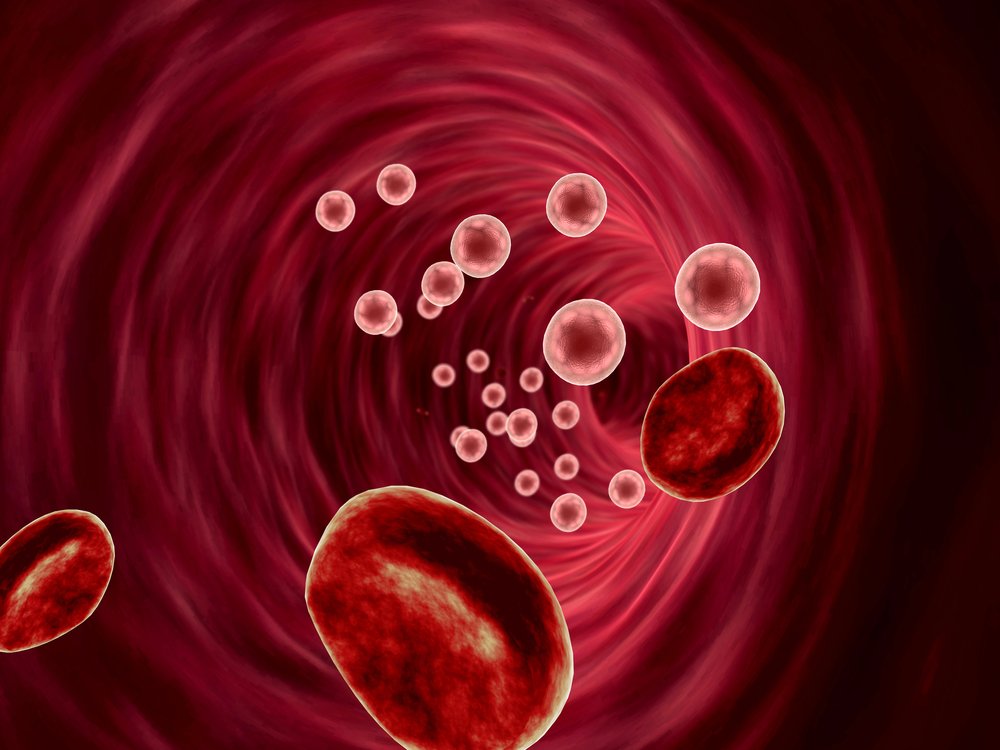 leucocitos no sangue 1