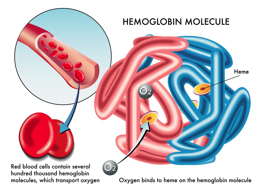 molecula Hemoglobina