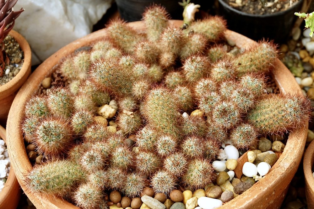 planta Cacto Dedo de Dama – Mammillaria elongata